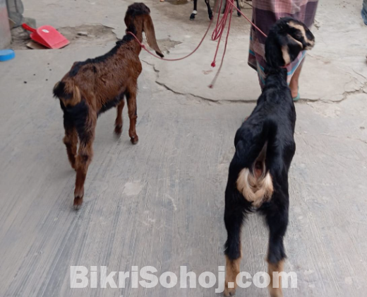 ছাগল বিক্রয় করা হবে